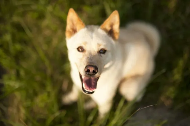 How Much Does a Jindo Dog Cost in 2026? Pricing Guide