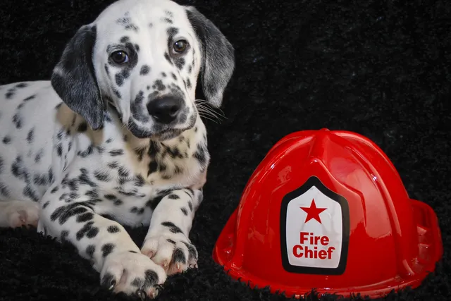 Why Are Dalmatians Associated With Firemen? Breed History in the Fire Service