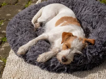 10 Best Donut Dog Beds in 2026 - Reviews & Top Picks
