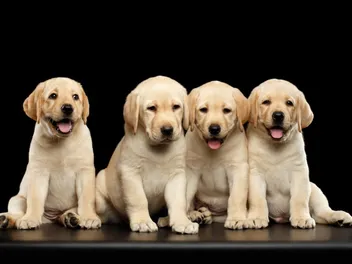 Labrador Retriever Puppies for Sale in Canada: 2026 Breeders List