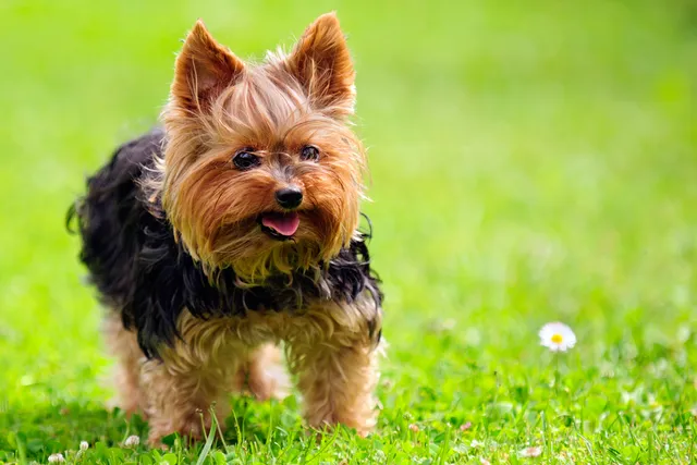 6 Types of Yorkie Dog Breeds (With Info & Pictures)