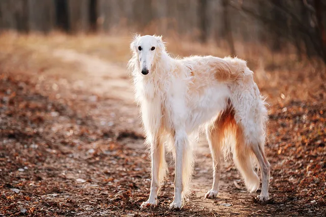 10 Long-Snouted Dog Breeds (With Info & Pictures)