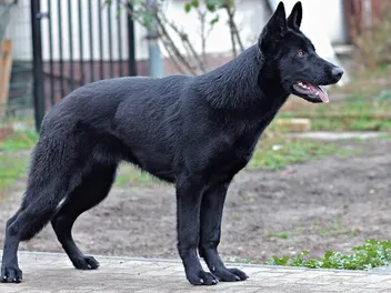 When Is National Black Dog Day & What Is It? 2026 Guide