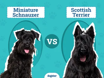 Miniature Schnauzer vs. Scottish Terrier: Key Differences (With Pictures)