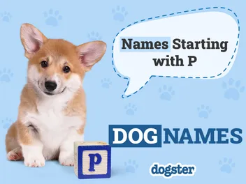 155 Dog Names Starting With P: Prodigious Names for Your Perfect Pup