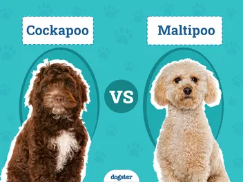 Cockapoo vs Maltipoo: The Differences (With Pictures)