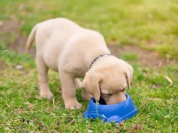 10 Best Puppy Foods for Labs in 2026 - Reviews & Top Picks