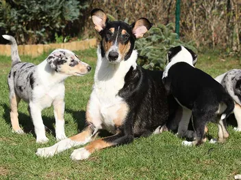 Popular Sire Syndrome in Dog Breeding & Consequences Explained