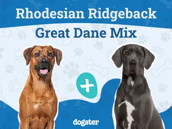 Rhodesian Great Dane Mix: Info, Pictures, Care Guide & Traits