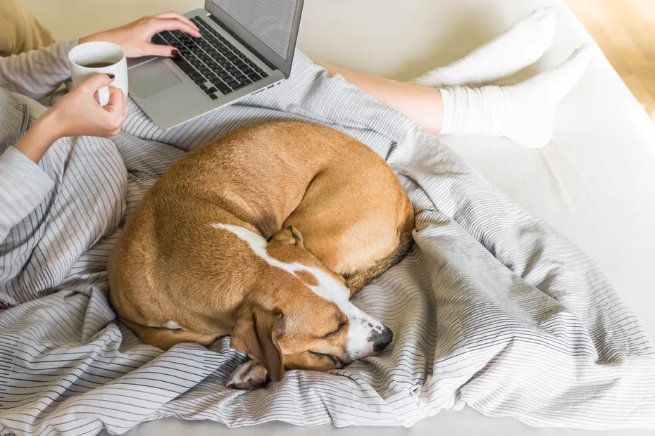 Dog Bed Owner Holding Laptop Coffee