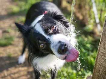 Why Does My Dog Throw Up After Drinking Water? 7 Potential Causes