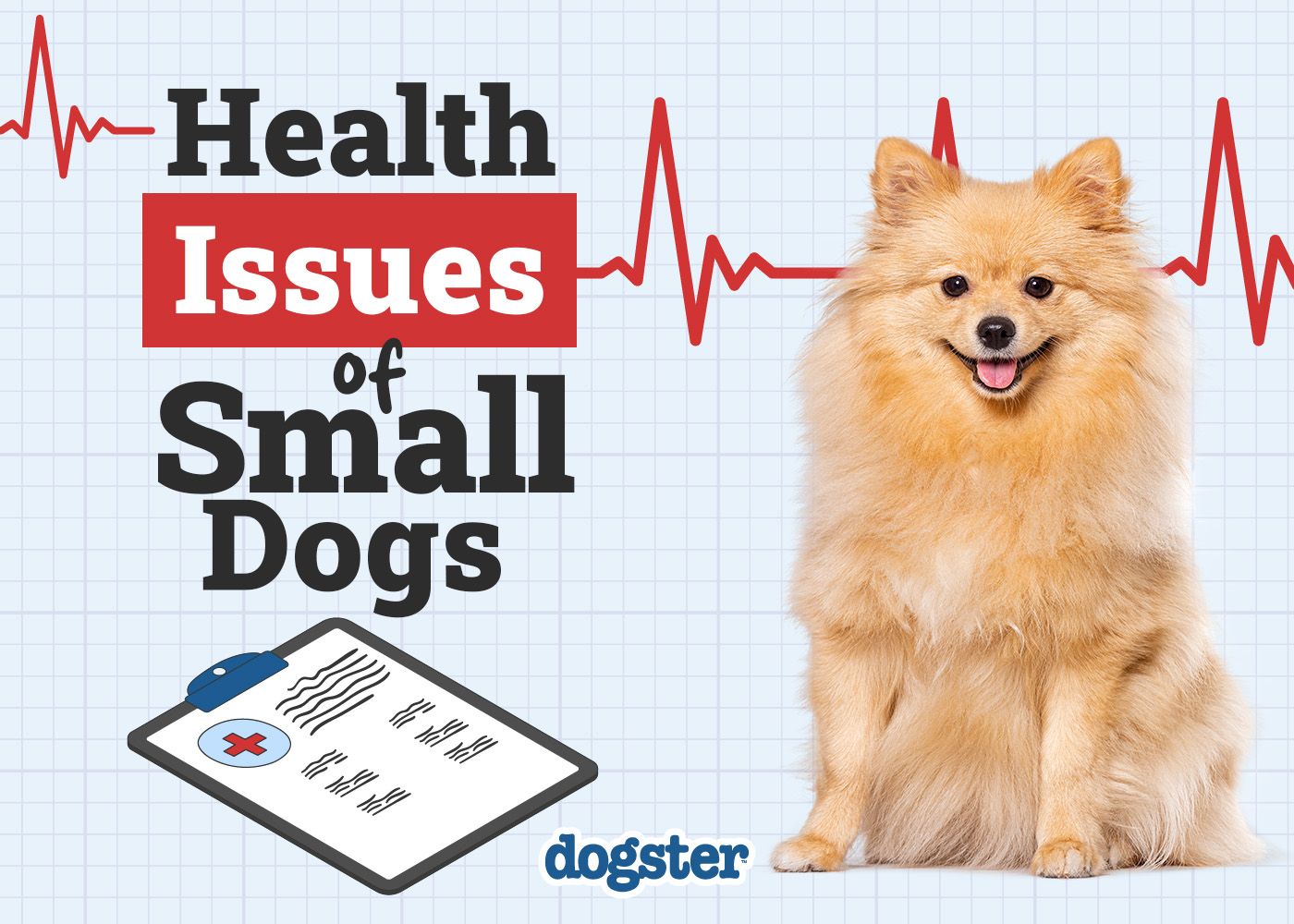 Dogster_Health Problems of Small Dogs