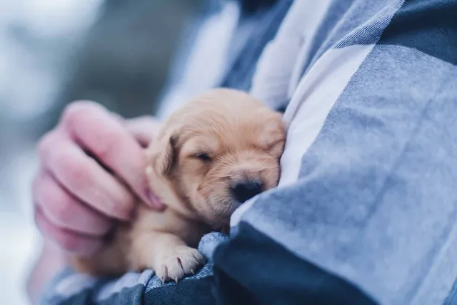 4 Reasons Why Puppies Make Bad Holiday Gifts