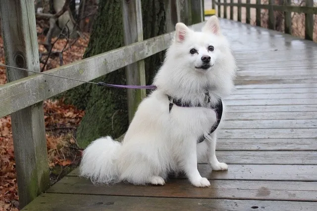 Is an American Eskimo Dog Good for a First-Time Dog Owner? Care & Traits Explained