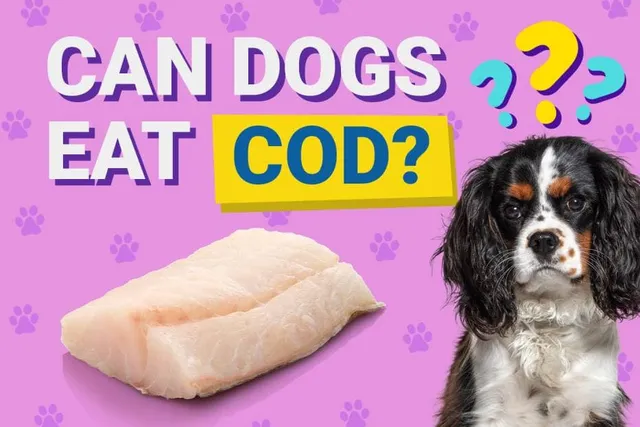 Can Dogs Eat Cod? Vet-Approved Facts & FAQ