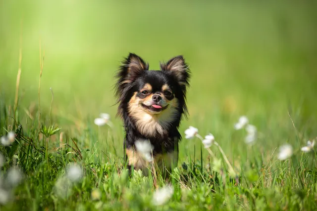 How Much Is a Teacup Chihuahua? 2026 Price Guide