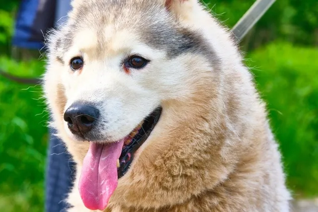 Siberpoo (Siberian Husky & Poodle Mix) Dog Breed: Info, Pictures, Care & More