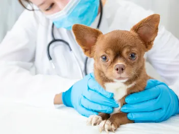 Chest Bone Deformities in Dogs: Our Vet Discusses Signs, Causes & Care