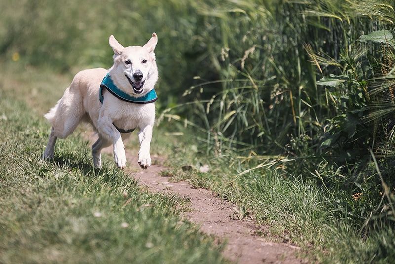 white dog off leash at the park