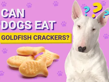 Can Dogs Eat Goldfish Crackers? Vet-Verified Facts & Tips