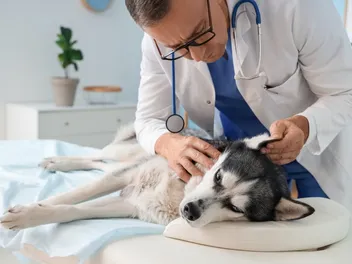 Dog Ear Infections: Causes, Treatments & Prevention (Vet Answer)