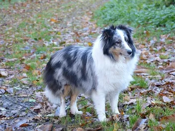 Are Shelties Hypoallergenic? Vet-Approved Facts & Tips
