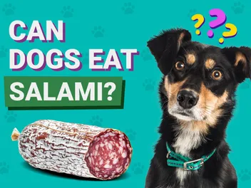 Can Dogs Eat Salami? Vet-Reviewed Facts & FAQ