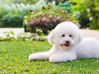 15 Small ‘Hypoallergenic’ Dog Breeds That Don’t Shed: Vet-Verified Info, Pictures & FAQ