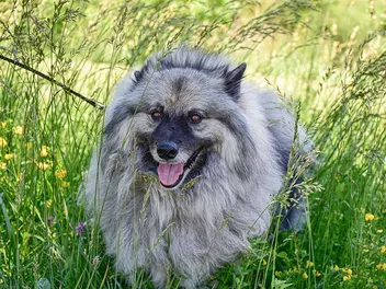 24 Gray Dog Breeds: Info, Pictures, Origin & History