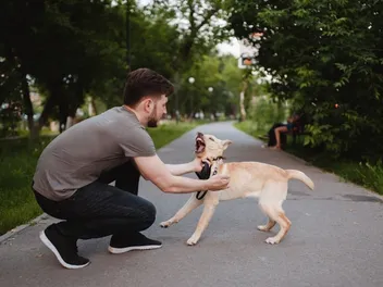 How to Socialize a Puppy: 8 Vet-Approved Training Tips
