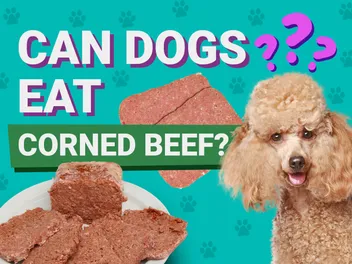 Can Dogs Eat Corned Beef? Vet-Verified Safety & Nutrition Facts