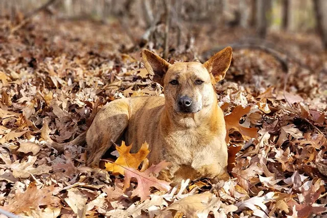 What Is a Phu Quoc Ridgeback Dog? History & Fun Facts