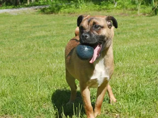 Should You Adopt a Mutt? 7 Vet-Approved Reasons to Consider It