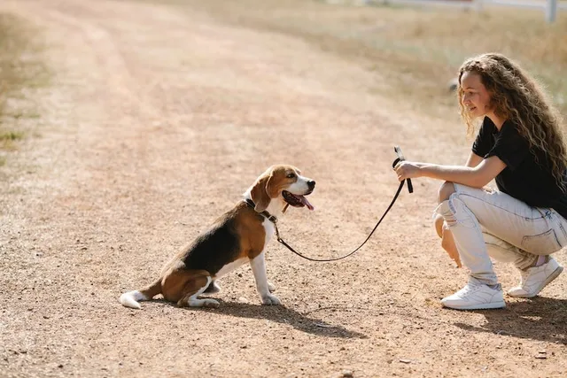 How To Leash Train a Beagle: 6 Vet Approved Steps