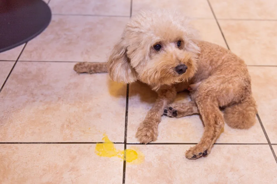 Toy poodle dog vomits yellow substance