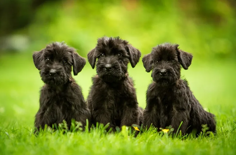 three Giant Schnauzer puppies sitting on grass