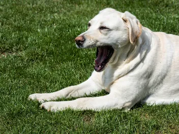 Do Dogs Have a Gag Reflex? Our Vet Explains