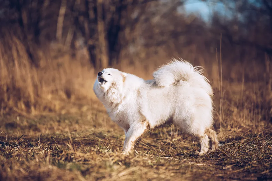Samoyed barking in the woods
