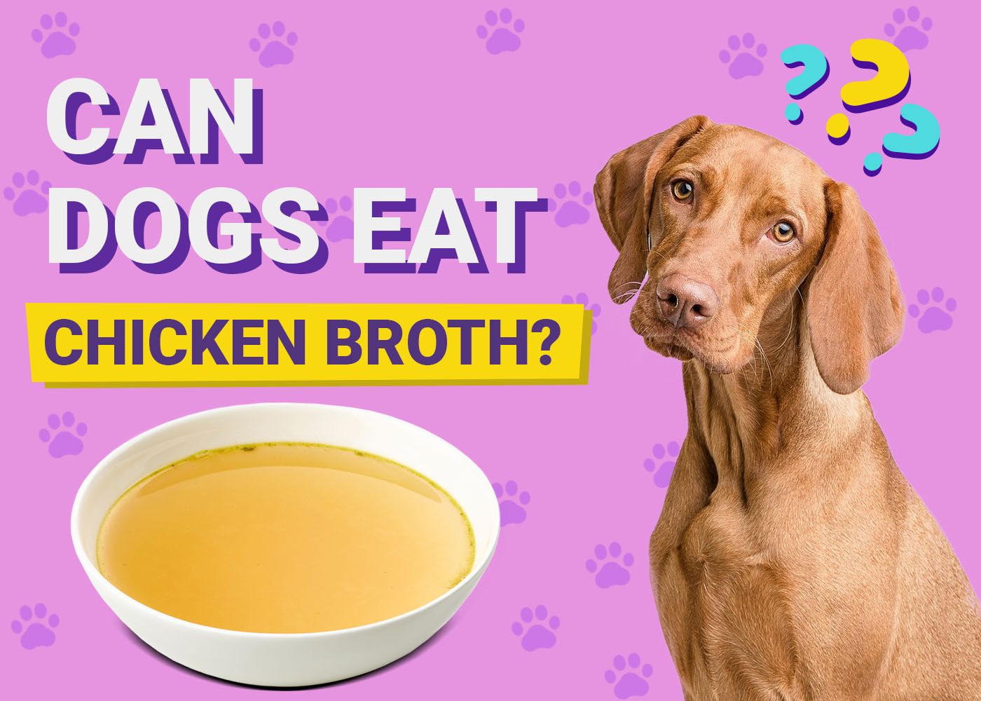 Can Dogs Eat Chicken Broth