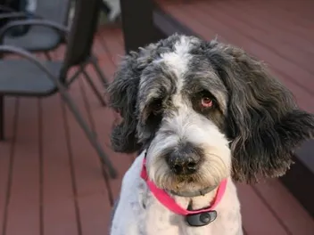 Saint Berdoodle (Saint Bernard & Poodle Mix) Dog Breed: Info, Pictures & Care