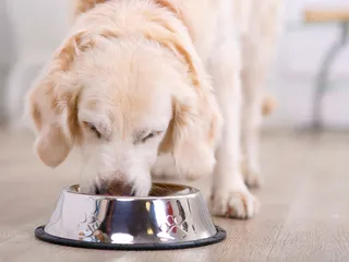 Feeding Senior Dogs: Vet-Verified Tips & Understanding Nutritional Needs