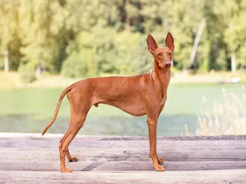 Cirneco Dell'Etna Dog Breed: Info, Pictures, Traits & Care