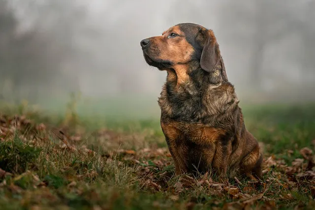 Alpine Dachsbracke Dog Breed: Info, Pictures, Care & Traits