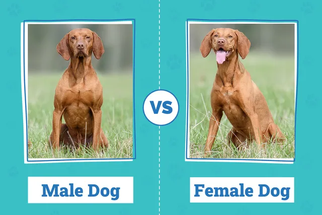Male vs. Female Dogs: Vet-Reviewed Behavior Differences