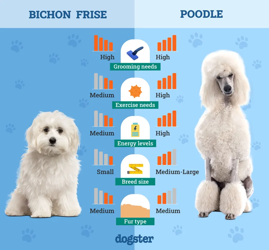 Dogster_Side by Side Comparison_ Bichon Frise vs Poodle