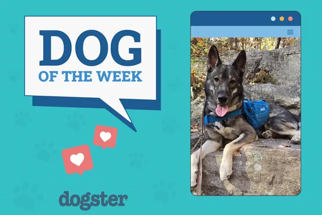 Dogster Photo Contest: Dogs of the Week Winners (December 19, 2024)