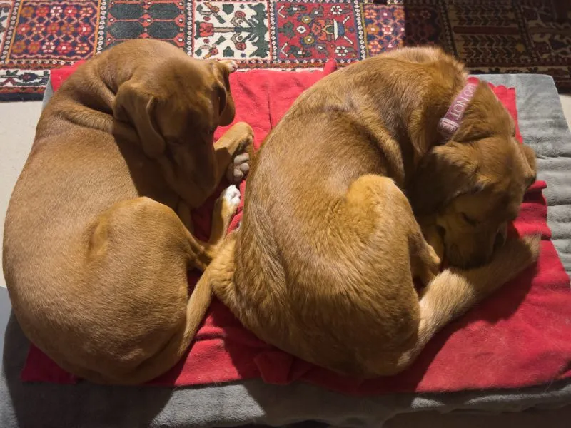 Hela and Lava sleeping on the dog bed