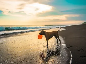 Top 5 Dog Friendly Beaches in Miami, FL in 2026: On & Off-Leash Places