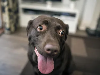 How to Calm a Panting Dog: 8 Vet-Verified Tips