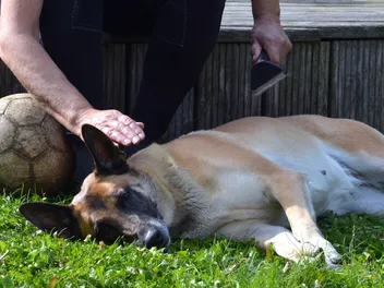 Do Belgian Malinois Shed a Lot? Care & Grooming Needs
